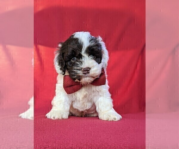 Medium Photo #1 Cocker Spaniel-Poodle (Miniature) Mix Puppy For Sale in BIRD IN HAND, PA, USA
