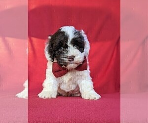 Medium Cocker Spaniel-Poodle (Miniature) Mix