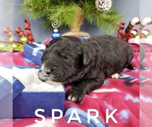 Sheepadoodle Puppy for sale in CEDAR GAP, MO, USA