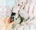 Small #14 Chihuahua
