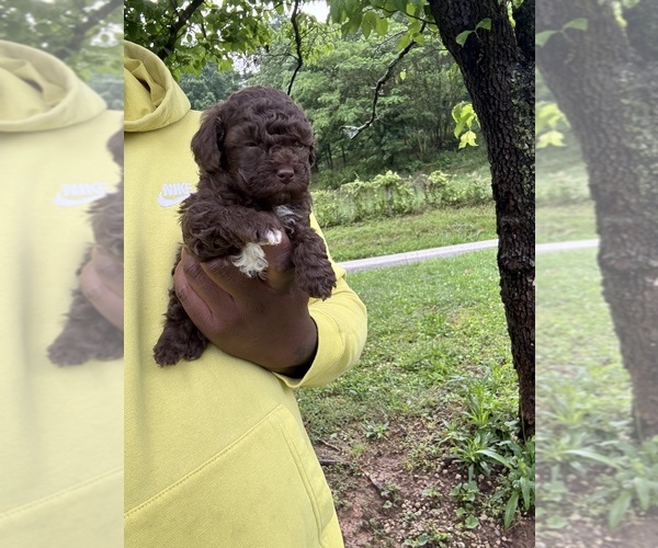 Medium Photo #6 YorkiePoo Puppy For Sale in VANCEBURG, KY, USA