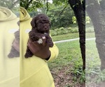 Small #5 YorkiePoo
