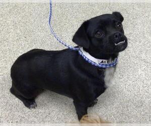 Mutt Dogs for adoption in Riverside, CA, USA