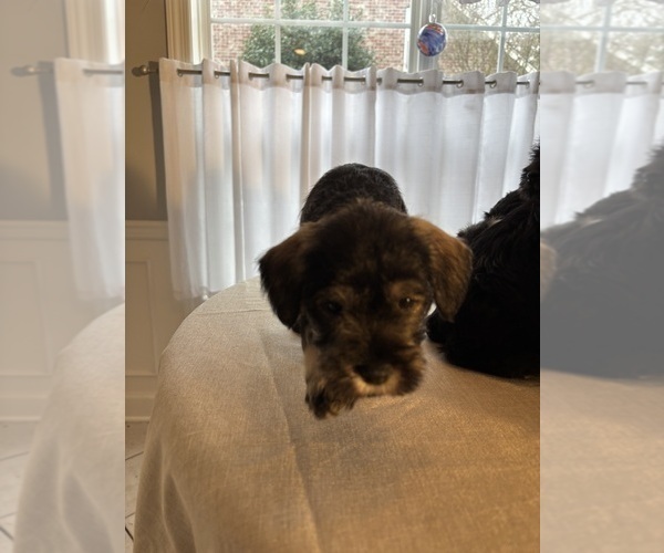 Medium Photo #23 Schnauzer (Miniature) Puppy For Sale in MURFREESBORO, TN, USA