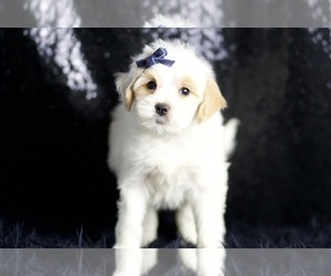 Maltipoo Litter for sale in WARSAW, IN, USA