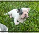 Small #9 French Bulldog