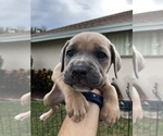 Small Photo #31 Cane Corso Puppy For Sale in ROYAL PALM BEACH, FL, USA