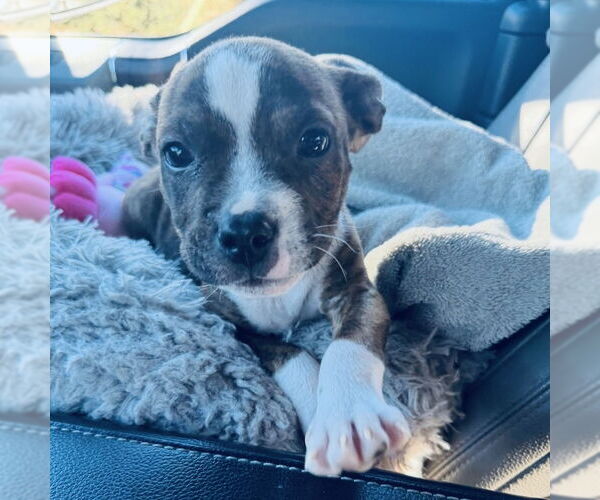 Medium Photo #5 Boxer Puppy For Sale in San Juan Capistrano, CA, USA