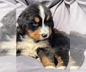 Bernese Mountain Dog Puppy for sale in SECOR, IL, USA