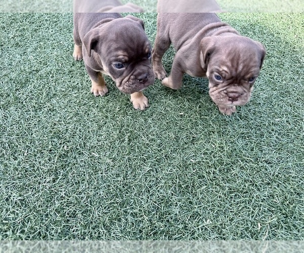 Medium Photo #7 Bulldog Puppy For Sale in LAS VEGAS, NV, USA