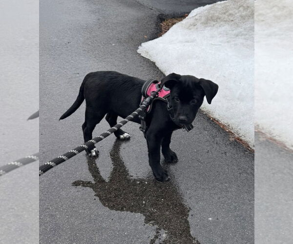 Medium Photo #3 Mutt Puppy For Sale in Germantown, OH, USA