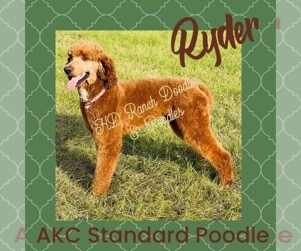 Medium Photo #1 Goldendoodle Puppy For Sale in GROVETON, TX, USA