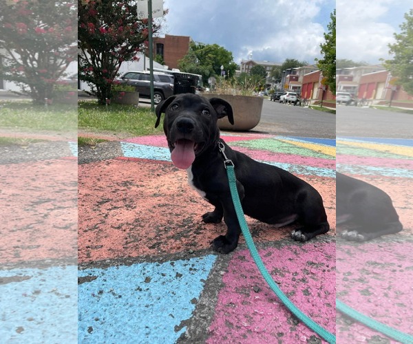 Medium Photo #14 Mutt Puppy For Sale in Derwood, MD, USA