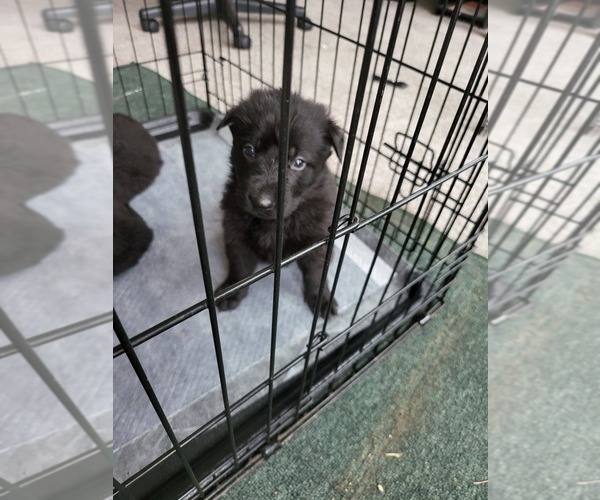 Medium Photo #1 German Shepherd Dog Puppy For Sale in BEAVERDAM, VA, USA