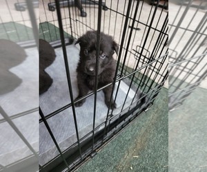 German Shepherd Dog Puppy for sale in BEAVERDAM, VA, USA