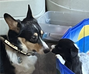 Mother of the Pembroke Welsh Corgi puppies born on 01/09/2022