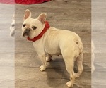 Small #1 French Bulldog