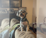 Small Photo #1 Yorkshire Terrier Puppy For Sale in OHATCHEE, AL, USA
