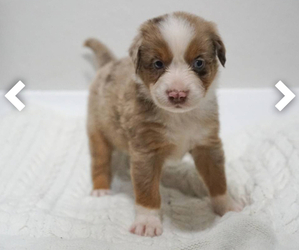 Australian Shepherd Puppy for Sale in EL CAJON, California USA