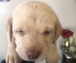 Small Photo #4 Labrador Retriever Puppy For Sale in FRESNO, CA, USA