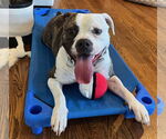 Small Bullboxer Pit