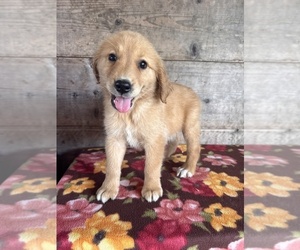Golden Retriever Puppy for sale in VERMONTVILLE, MI, USA