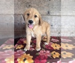 Image preview for Ad Listing. Nickname: Litter of 4