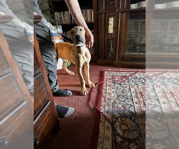 Medium Photo #22 Great Dane Puppy For Sale in ALIQUIPPA, PA, USA
