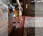 Small #21 Great Dane