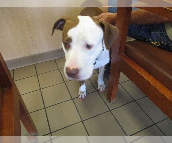 Medium Photo #1 American Pit Bull Terrier Puppy For Sale in Ocala, FL, USA