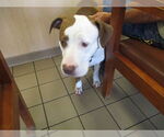 Small American Pit Bull Terrier