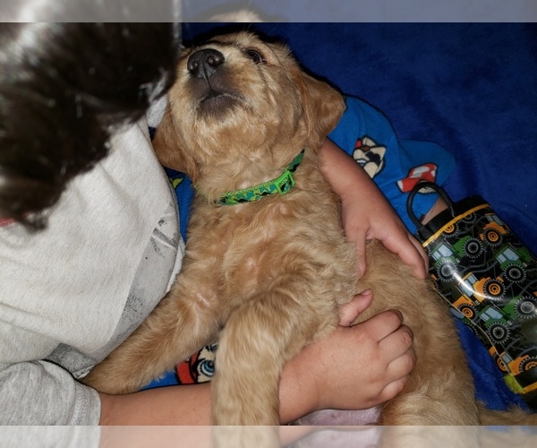 Medium Photo #38 Labradoodle Puppy For Sale in WASHOUGAL, WA, USA
