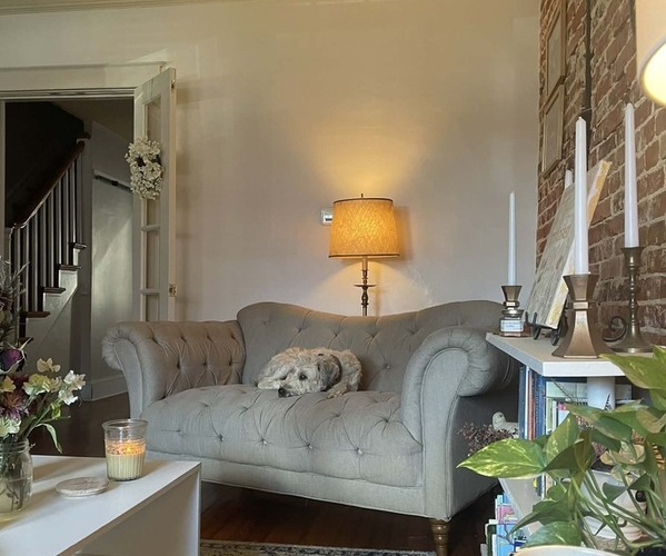 Medium Photo #2 Soft Coated Wheaten Terrier Puppy For Sale in LANCASTER, PA, USA