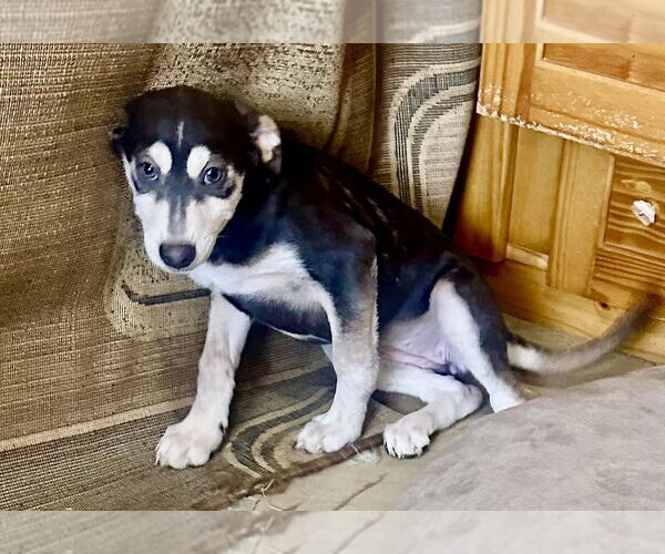 Medium Photo #2 Australian Kelpie-Labrador Retriever Mix Puppy For Sale in San Diego, CA, USA