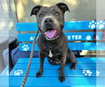 *LACEY - Female Staffordshire Bull Terrier Dog for Adoption - Small photo