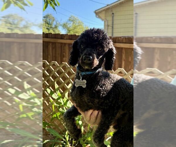 Medium Photo #4 Poodle (Miniature) Puppy For Sale in San Antonio, TX, USA