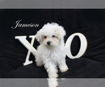Image preview for Ad Listing. Nickname: Jameson