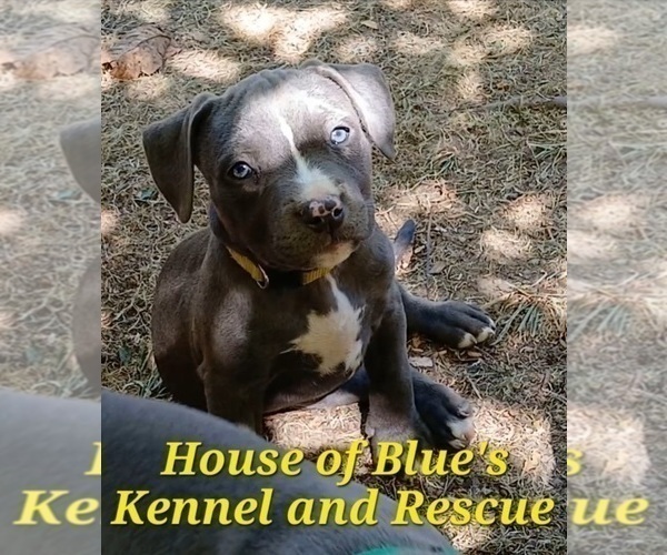 Medium Photo #6 American Pit Bull Terrier Puppy For Sale in DELAWARE, OH, USA