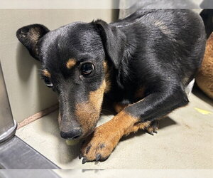 Dachshund Dogs for adoption in Bakersfield, CA, USA