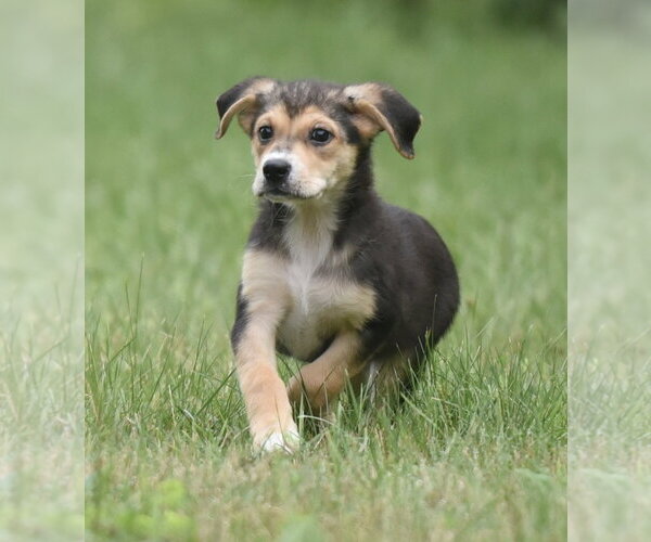 Medium Photo #6 Retriever -Unknown Mix Puppy For Sale in Mechanicsburg, PA, USA