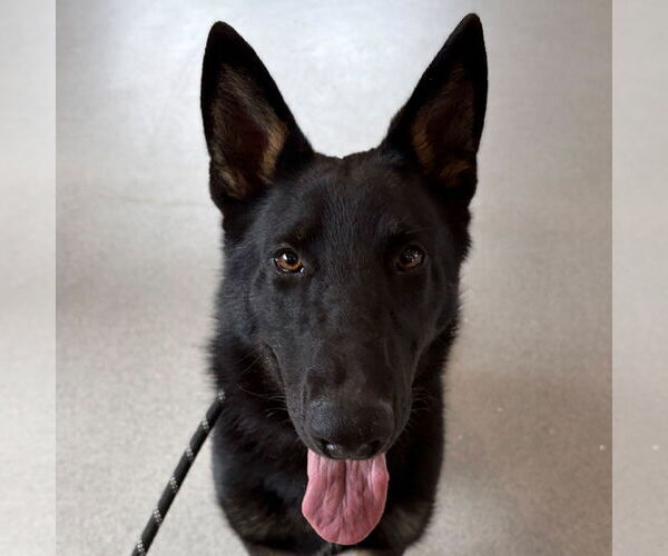 Medium Photo #1 German Shepherd Dog-Unknown Mix Puppy For Sale in Jefferson, WI, USA