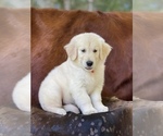 Small Photo #9 Golden Retriever Puppy For Sale in WESLEY CHAPEL, FL, USA