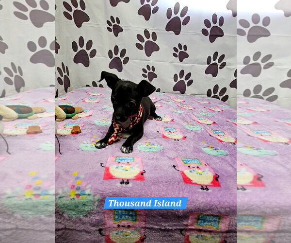 Medium Photo #1 Chiweenie Puppy For Sale in Metairie, LA, USA