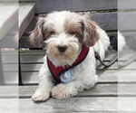 Small #15 Hava-Apso