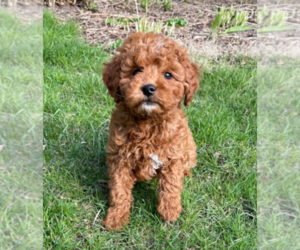 Goldendoodle Puppy for sale in MILWAUKEE, WI, USA