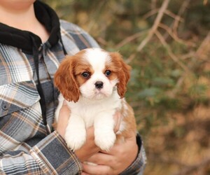 Cavalier King Charles Spaniel Puppy for Sale in WEST BEND, Iowa USA