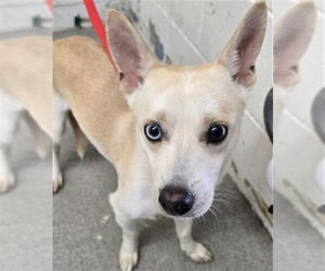 Chihuahua-Unknown Mix Dogs for adoption in San Bernardino, CA, USA