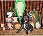 Puppy Sullivan Chihuahua