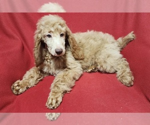 Poodle (Standard) Puppy for sale in AIKEN, SC, USA