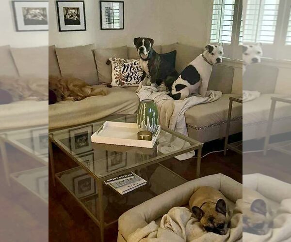 Medium Photo #6 Boxer-Unknown Mix Puppy For Sale in Dumont, NJ, USA